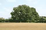 Weald Green